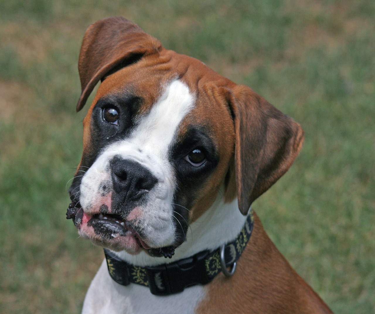 White Boxer: Common Mistakes and How to Avoid Them