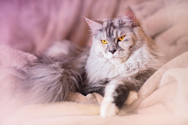 White Maine Coon cat with one blue eye and one green eye