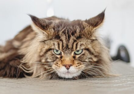 white Maine Coon cat