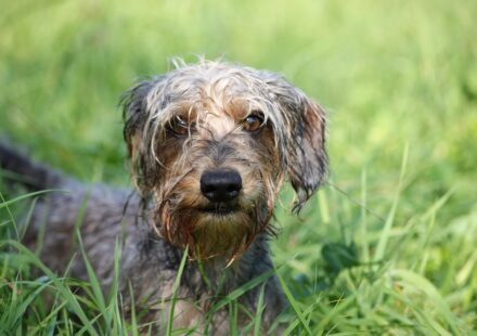 Whitney Chewston dachshund