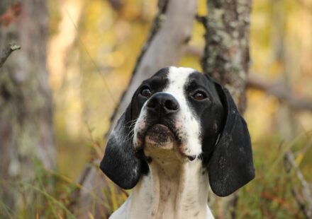 wirehaired pointing griffon dog