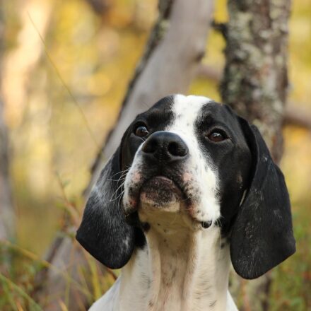 wirehaired pointing griffon dog