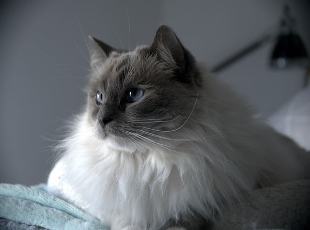 Woman brushing a long-haired Norwegian Forest Cat