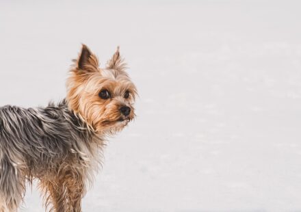 Yorkie dog