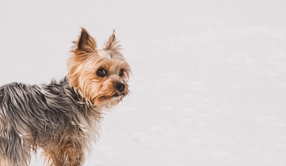 Yorkie dog