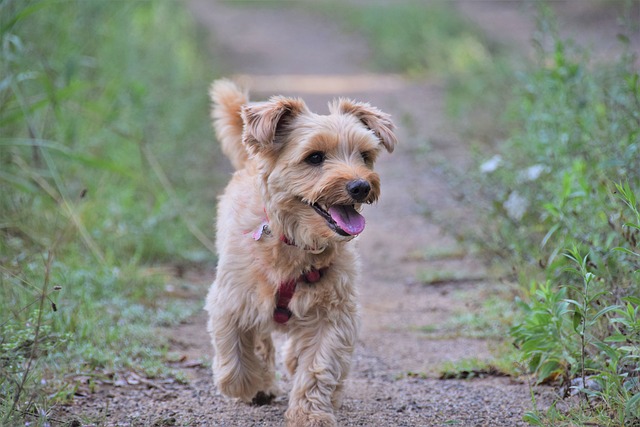 A Yorkshire Terrier puppy looking curious (canine yorkie)