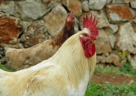young cockerel chicken