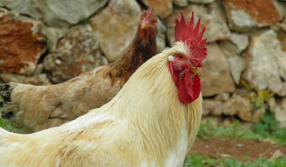 young cockerel chicken