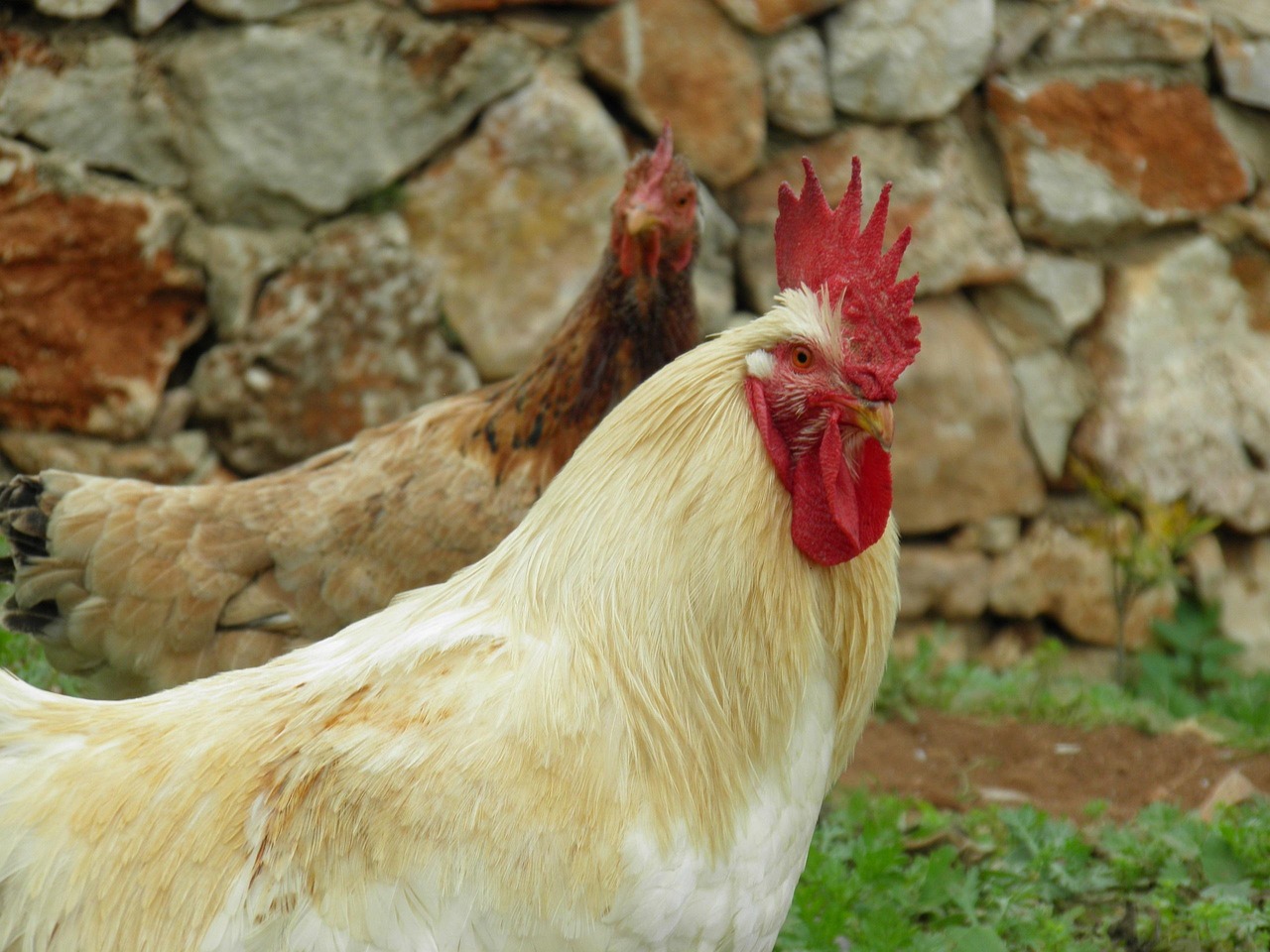Cockerel vs Rooster: What’s the Real Difference?