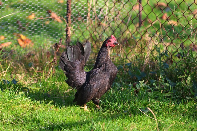 A young cockerel with developing saddle feathers and comb