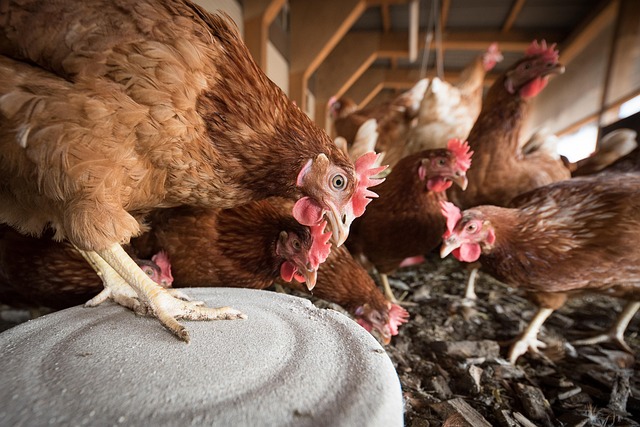 A young hen showing short, blunt saddle feathers.