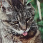 American Wirehair cat