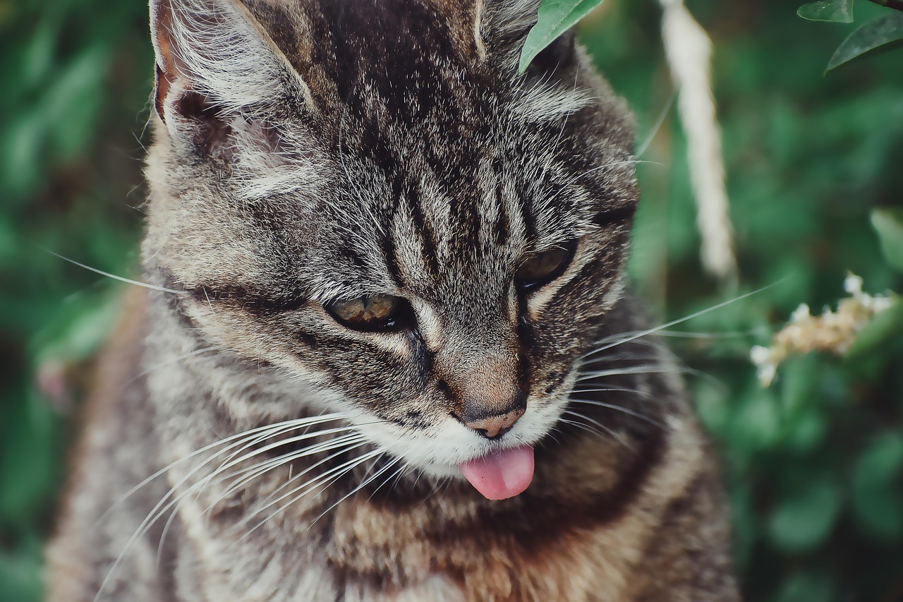 American Wirehair Cat: Quirky Coat, Calm Companion