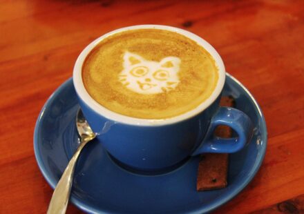 cat drinking milk from saucer