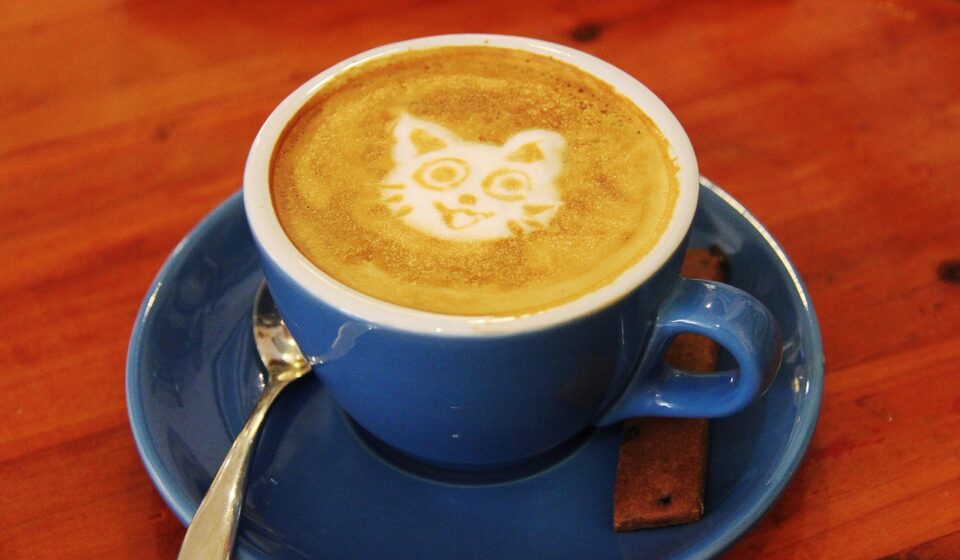 cat drinking milk from saucer