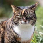 cat ear infection close up