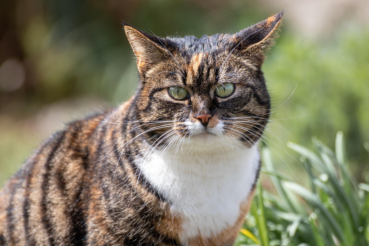 Cat Ear Infection: What You Need to Know