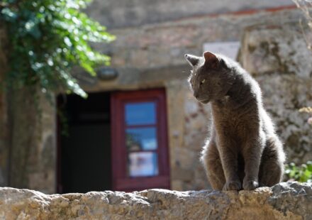 cat in heat