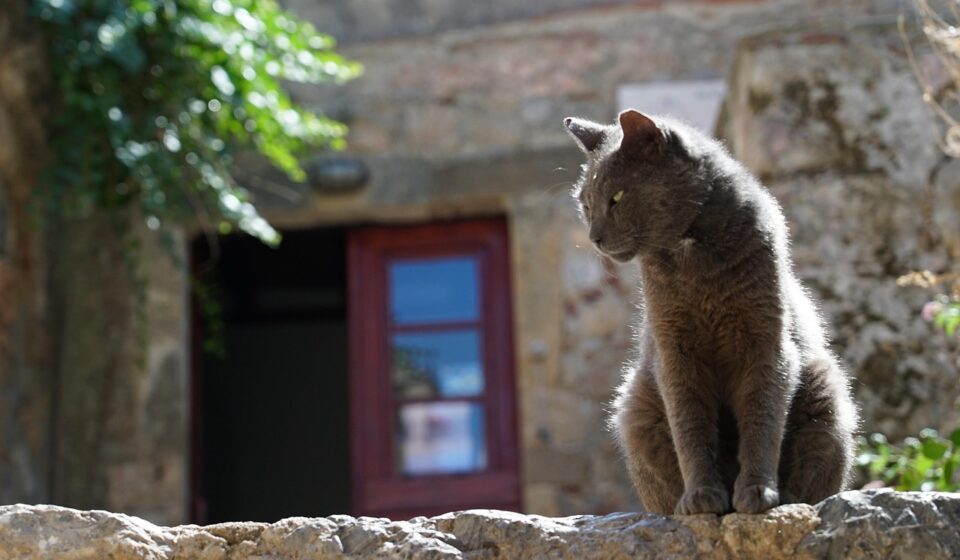 cat in heat