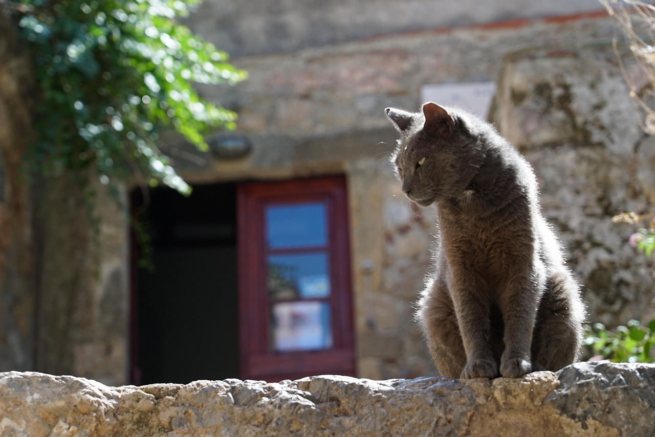 How Long Do Cats Stay in Season? The Full Cycle Explained