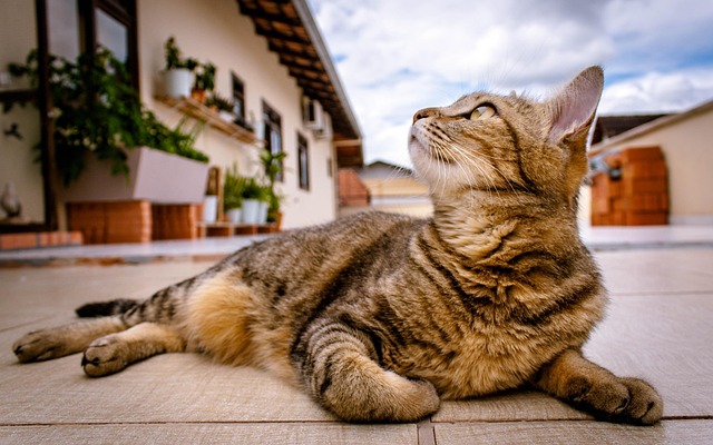 A cat looking uncomfortable with its paw near its stomach, illustrating digestive upset. (can cats have milk)