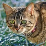 cat wearing collar
