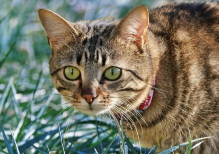 cat wearing collar