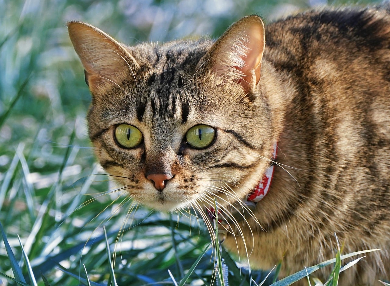 The Cat Collar: A Guide to Safety, Style, and Comfort