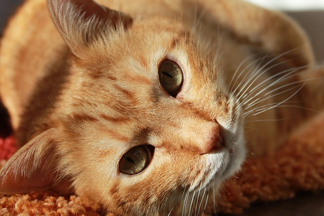 Close-up of a cat's ear canal showing redness and discharge, indicating otitis externa (cat ear infection)