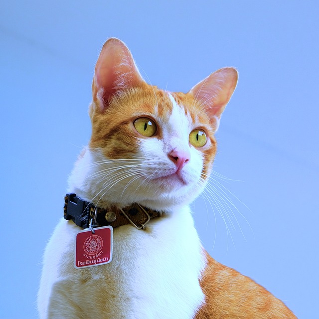 Diagram showing a cat collar breaking open under pressure