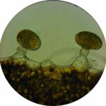 dog anal gland symptoms