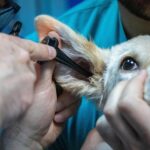 dog ear infection