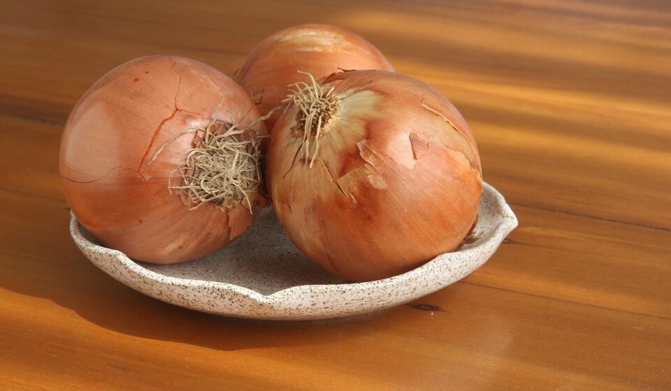 dog eating onion danger