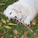 dog nibbling paw