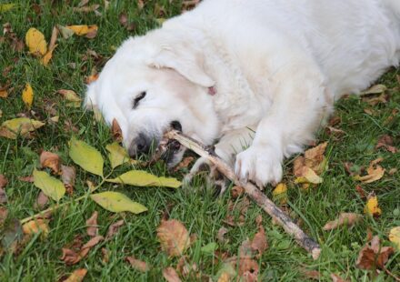 dog nibbling paw