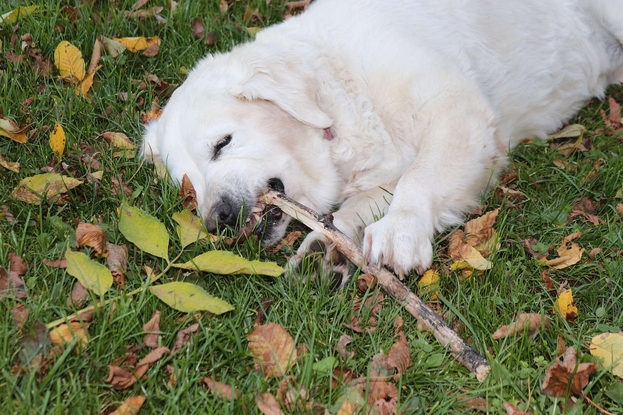 Why Do Dogs Nibble on Their Paws? Common Causes and Solutions
