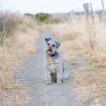 schnoodle dog