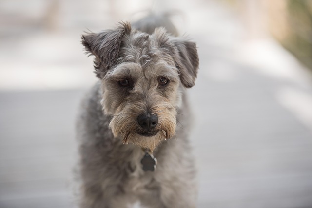 A Schnoodle dog being brushed by its owner