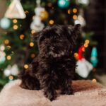 shorkie puppy
