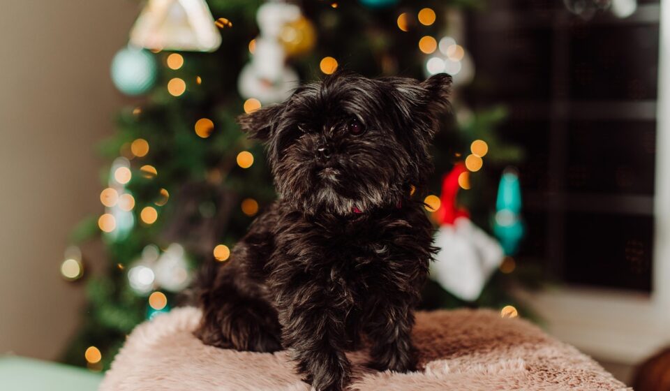 shorkie puppy
