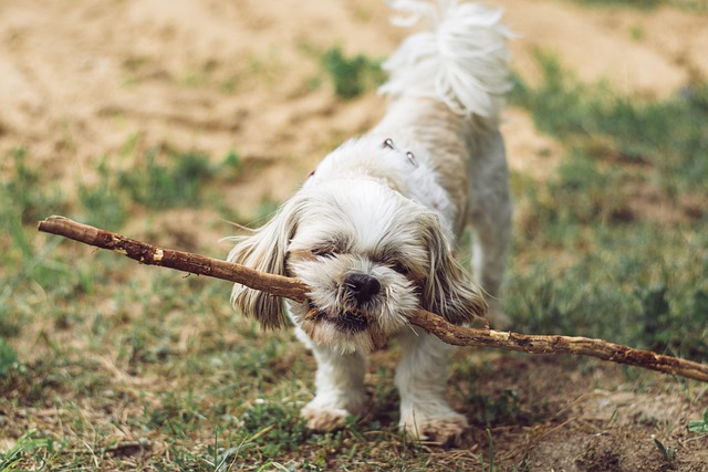 A Shortie dog playing with a small toy indoors.