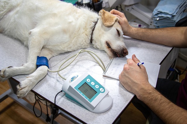 veterinarian examining a dog's gums