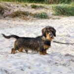 wirehaired dachshund dog