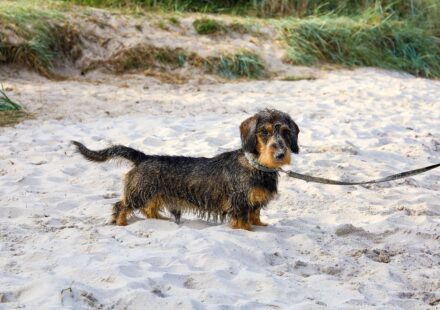wirehaired dachshund dog