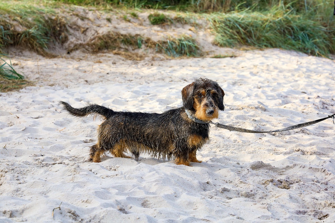 Wirehaired Dachshund: Personality, Care, and Quirks
