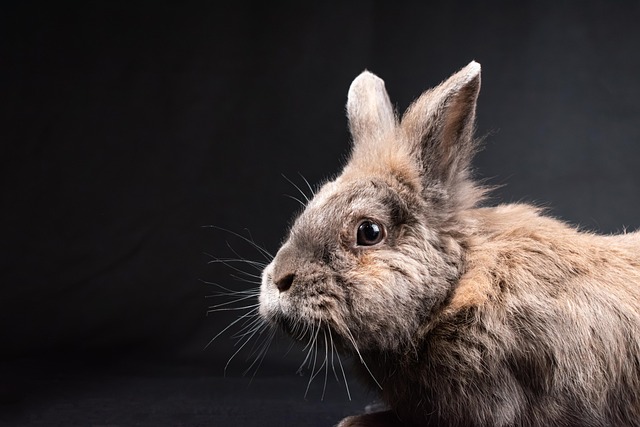 A Regal Lineage: The Lionhead's Story