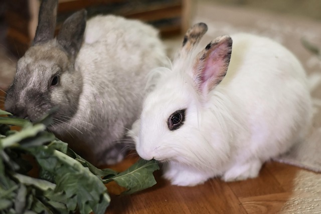 A Regal Lineage: The Lionhead's Story