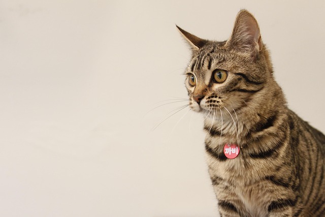 A Bengal cat actively playing with a wand toy, demonstrating its energetic nature
