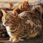 bengal cat portrait