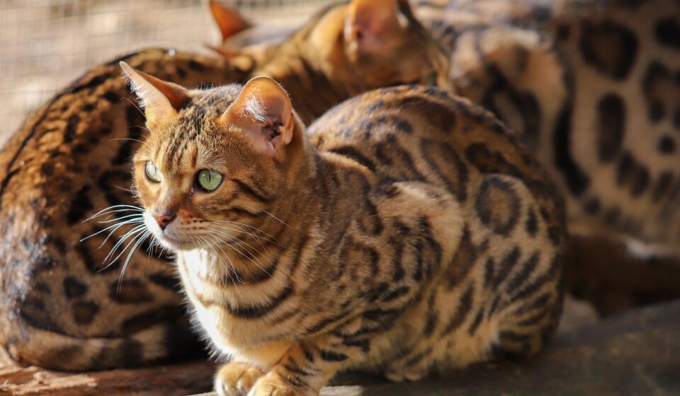 bengal cat portrait